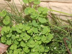 Drymaria villosa