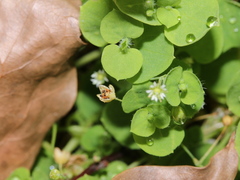 Drymaria villosa
