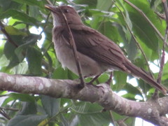 Turdus ignobilis debilis