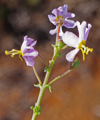 Chaenostoma caeruleum
