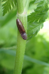 Athous haemorrhoidalis