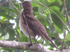 Turdus ignobilis debilis
