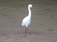 Egretta thula