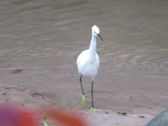 Egretta thula