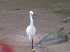 Egretta thula