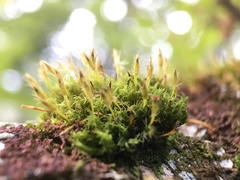 Ulota crispa