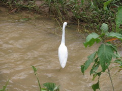 Egretta thula