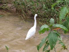 Egretta thula