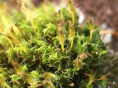Ulota crispa