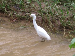 Egretta thula