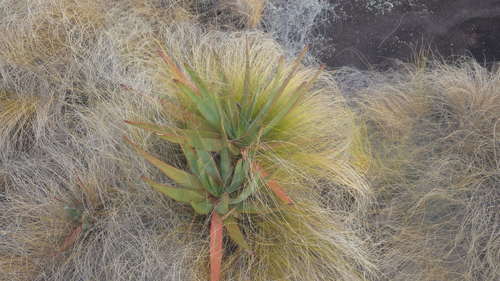 Aloe capitata var. angavoana image