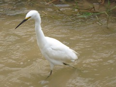 Egretta thula