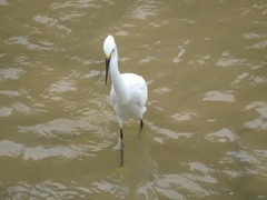 Egretta thula