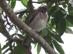 Turdus ignobilis debilis