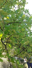 Quercus suber