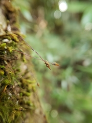 Macromitrium longipes