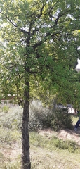 Quercus suber
