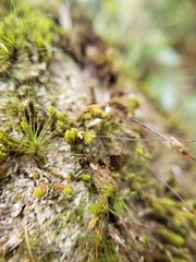 Macromitrium longipes