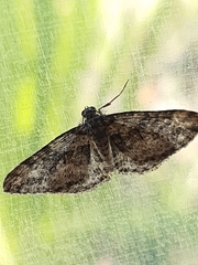 Aponotoreas