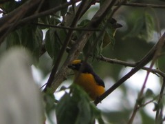 Euphonia laniirostris
