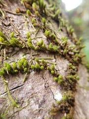 Macromitrium longipes