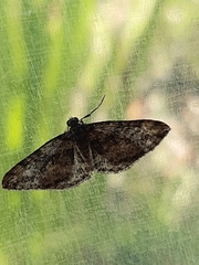 Aponotoreas