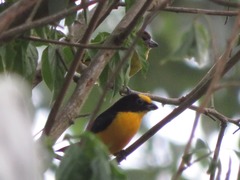 Euphonia laniirostris