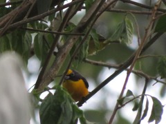 Euphonia laniirostris