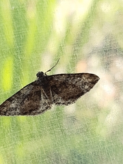 Aponotoreas