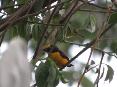 Euphonia laniirostris