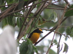 Euphonia laniirostris