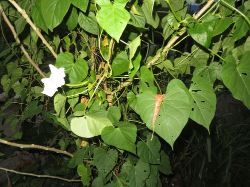 Ipomoea alba