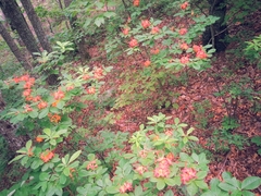 Rhododendron calendulaceum