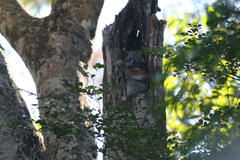 Lepilemur