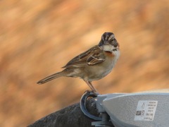 Zonotrichia capensis