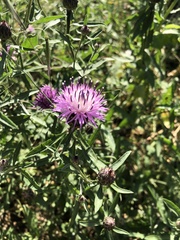 Centaurea aspera