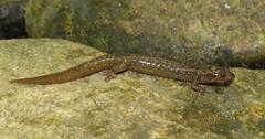 Desmognathus kanawha