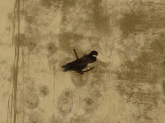 Pygochelidon cyanoleuca