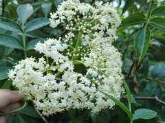 Sambucus javanica