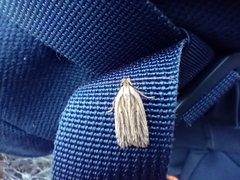 Agonopterix umbellana