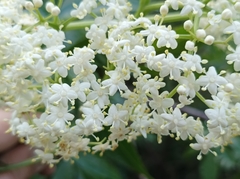 Sambucus javanica