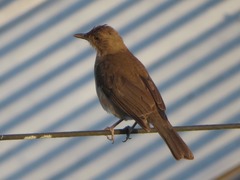 Turdus ignobilis debilis