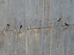 Pygochelidon cyanoleuca