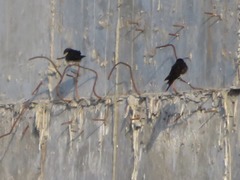 Pygochelidon cyanoleuca