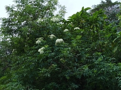 Sambucus javanica