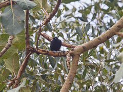 Melaniparus leuconotus