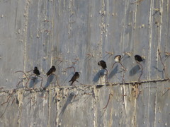 Pygochelidon cyanoleuca