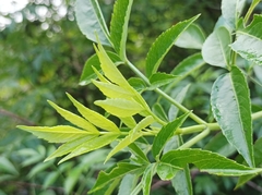 Sambucus javanica