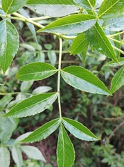 Sambucus javanica