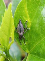Elytrurus serrulatus